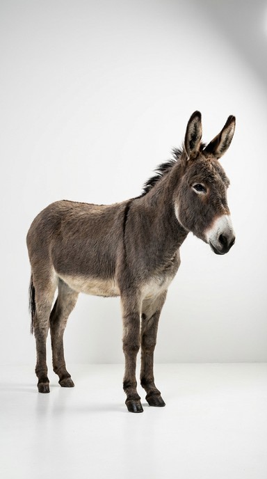 Free Dignified Grey Donkey Image - Donkey, Grey, Brown | Download at ...
