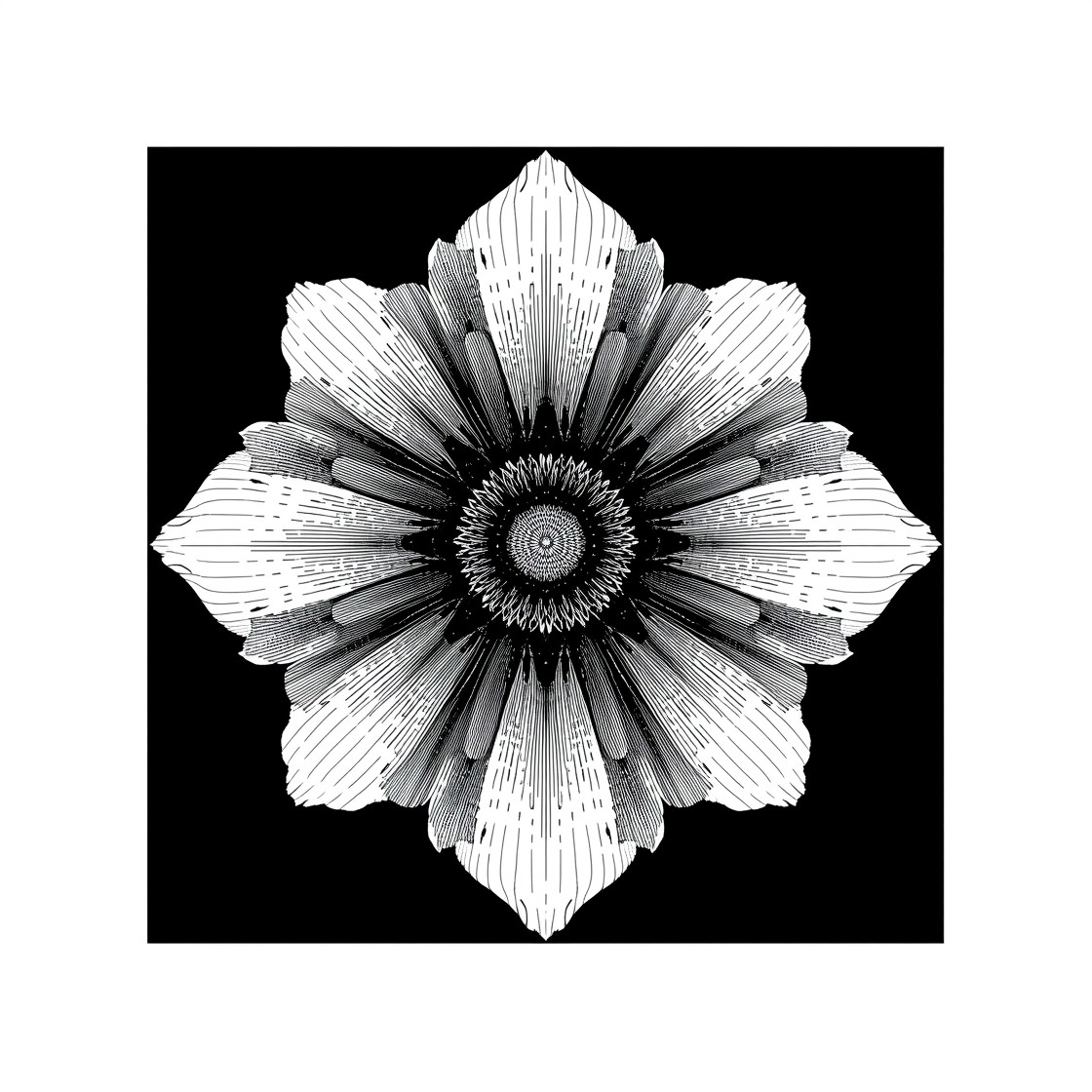 Free Geometric Flower Art Photo - Flower, Botanical, Monochrome ...