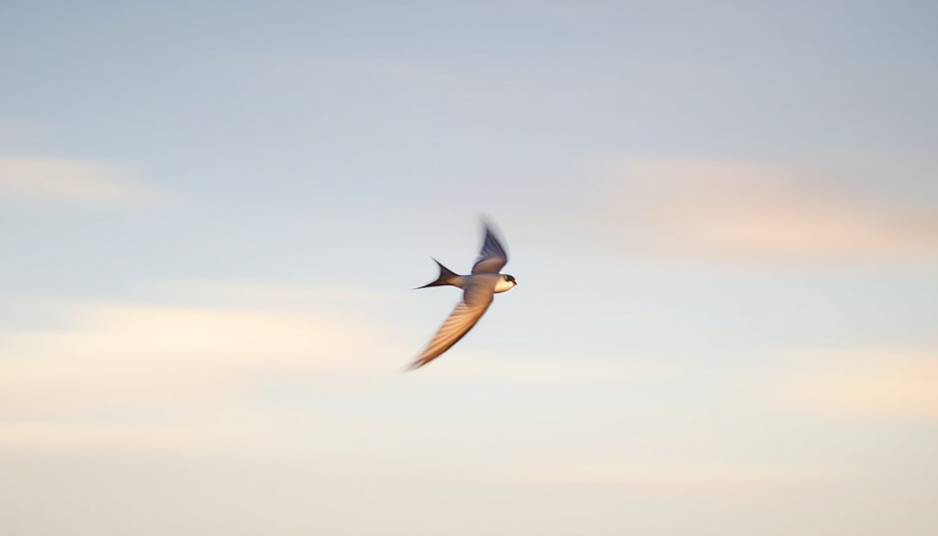 Swift In Flight Free Swift in flight Image - Swift, Bird, Wildlife | Download at StockCake