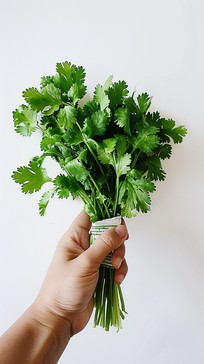 Free Fresh Cilantro Bunch Image - Cilantro, Herb, Green | Download at ...