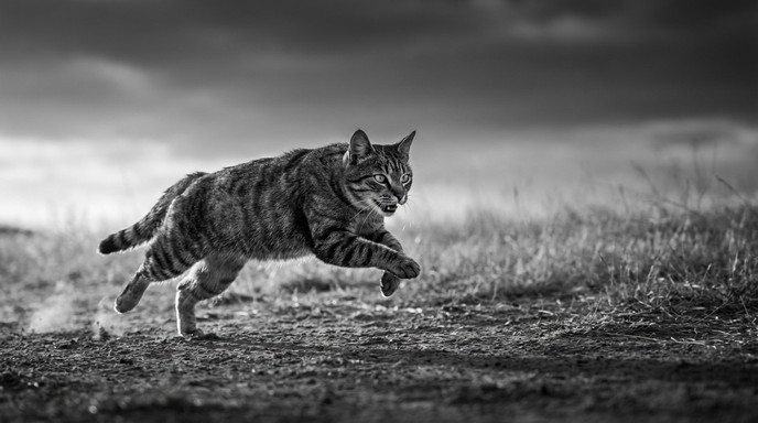 Cats In Motion Free Cat in motion Image - Cat, Black, Motion | Download at StockCake