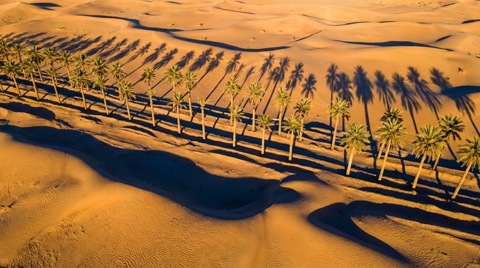 Free Desert Palm Sentinels Image - Palms, Desert, Watercolor | Download ...