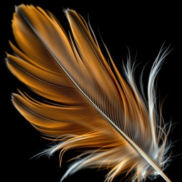 Free Golden Feather Abstract Image - Abstract, Golden, Feather ...