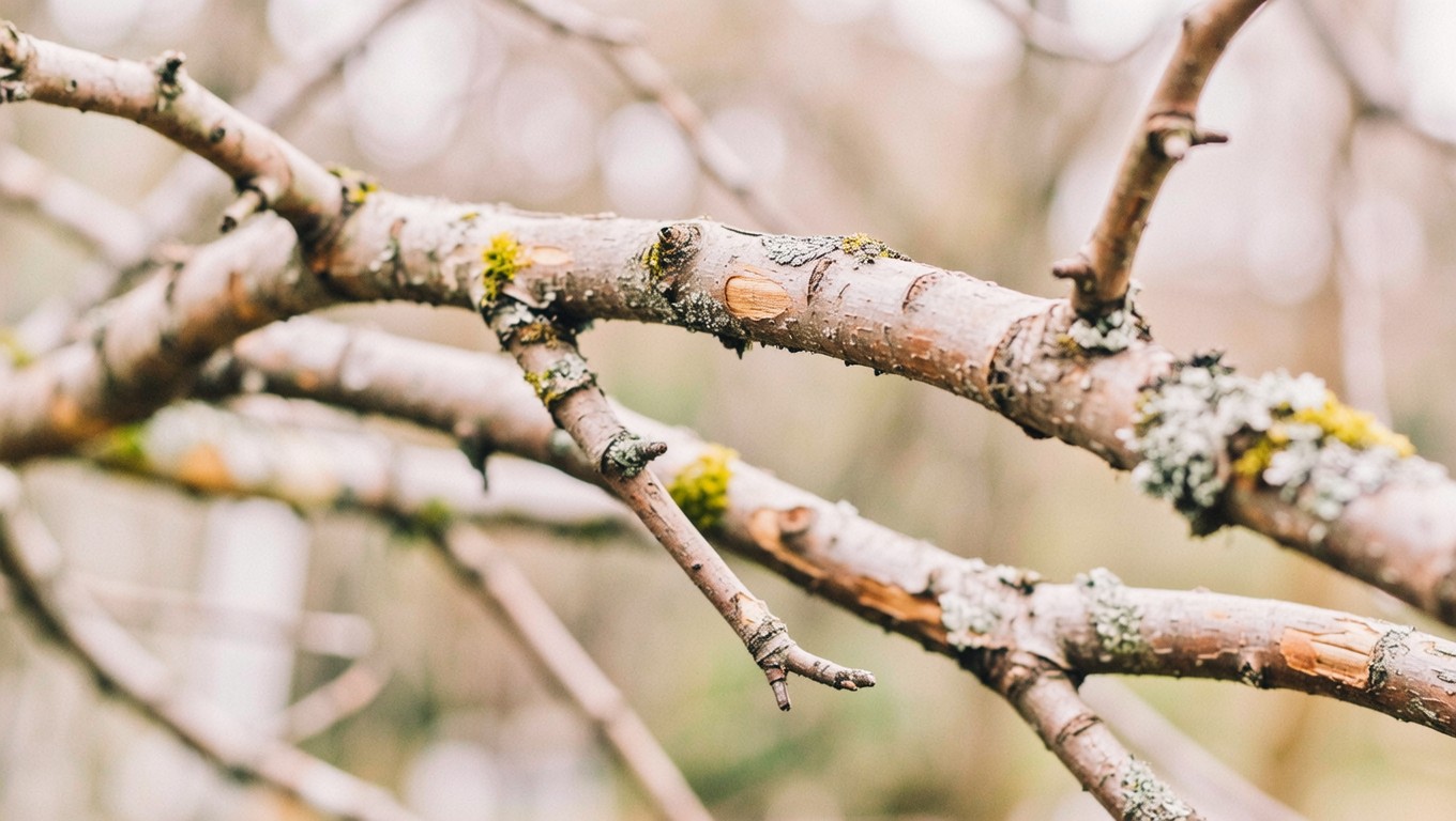 Free Vintage Branch Study Image - Vintage, Branch, Sepia | Download at ...