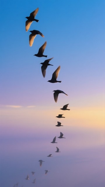 Free Silhouetted Flight Path Image - Birds, Silhouettes, Migration ...