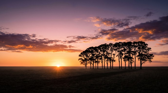 Versioning Tree A group of tall trees stands in a neat row on a wide, flat plain, shown ...
