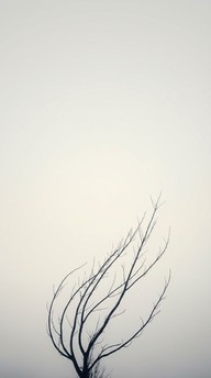 Free Bare Winter Branches Image - Tree, Branches, Fog | Download at ...