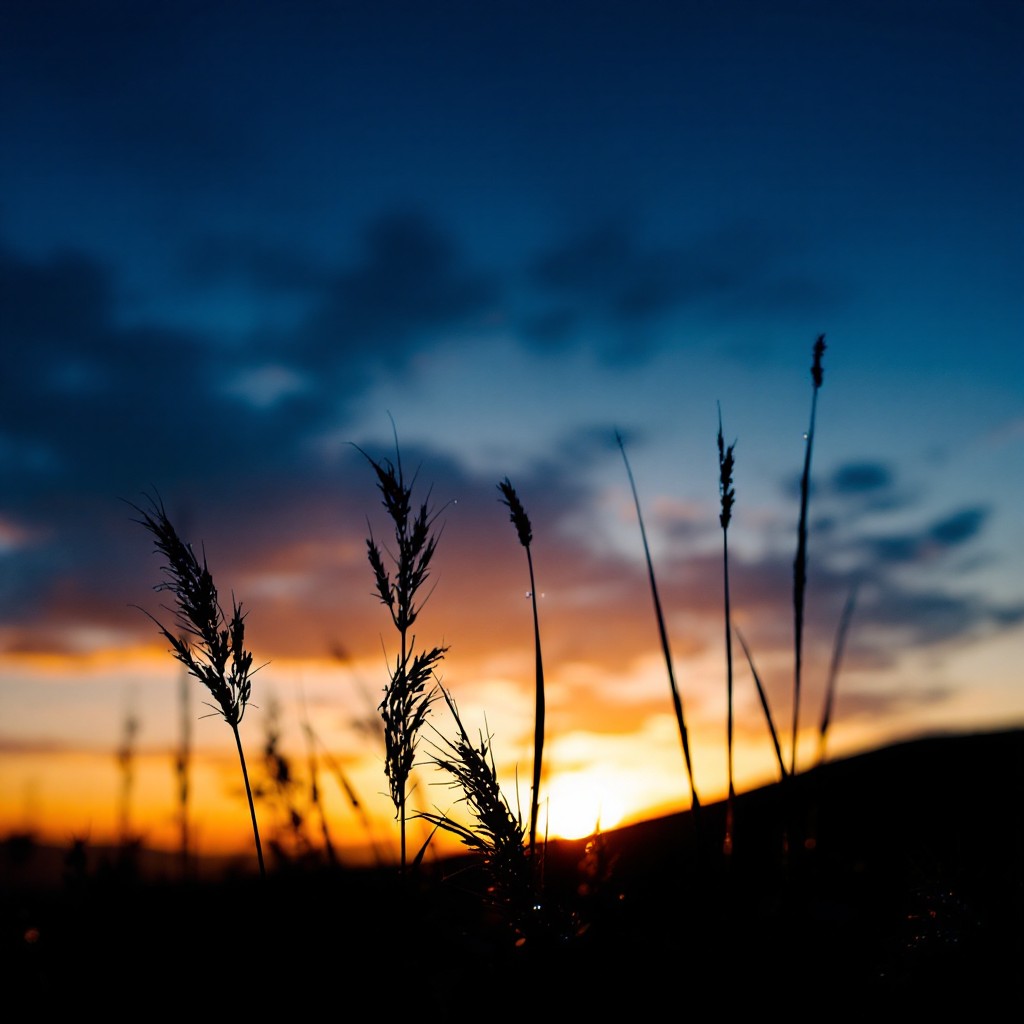 Free Sunset Through Grass Image - Sunset, Grass, Silhouette | Download ...