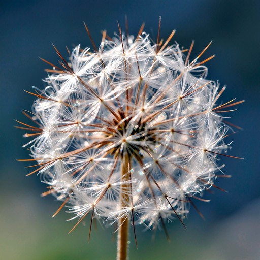 Free Delicate Dandelion Dreams Image - Dandelion, Puffball, Seed ...