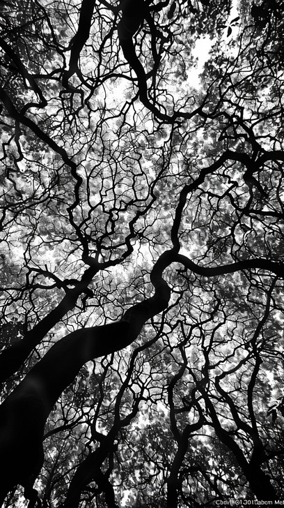 Tree Canopy Line View Free Forest Canopy View Image - Trees, Canopy, Forest | Download at ...