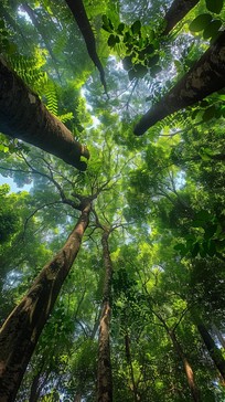 Tree Canopy Line View Free Forest Canopy View Image - Forest, Trees, Canopy | Download at ...