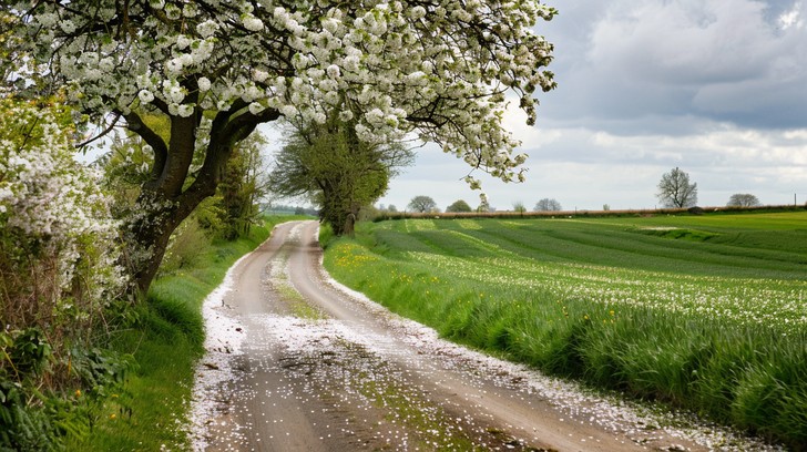 Free Blossoming Country Road Image - Spring, Countryside, Road ...
