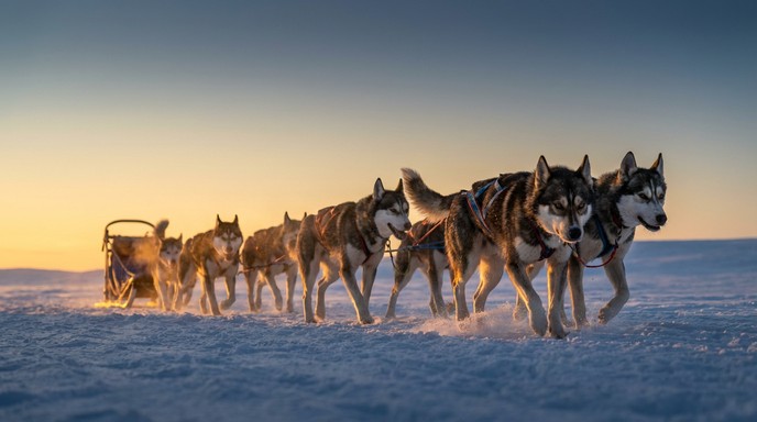 Free Arctic Sled Adventure Image - Adventure, Arctic, Backlighting ...