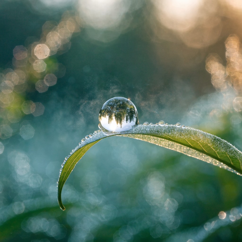 Free Raindrop Leaf Serenity Image - Dewdrop, Raindrop, Leaf | Download ...
