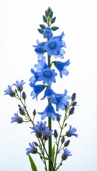 Free Vibrant Blue Delphiniums Image - Delphinium, Blue, Floral ...