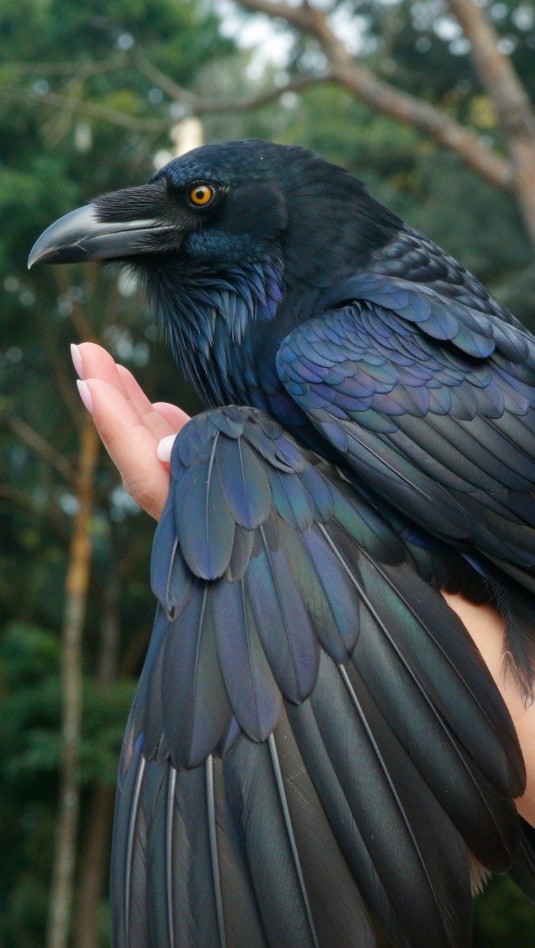 Free Majestic Raven Portrait Image - Raven, Bird, Wildlife | Download ...