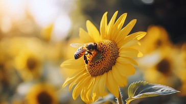 Free Sunflower with Bee Image - Sunflower, Bee, Pollen | Download at ...