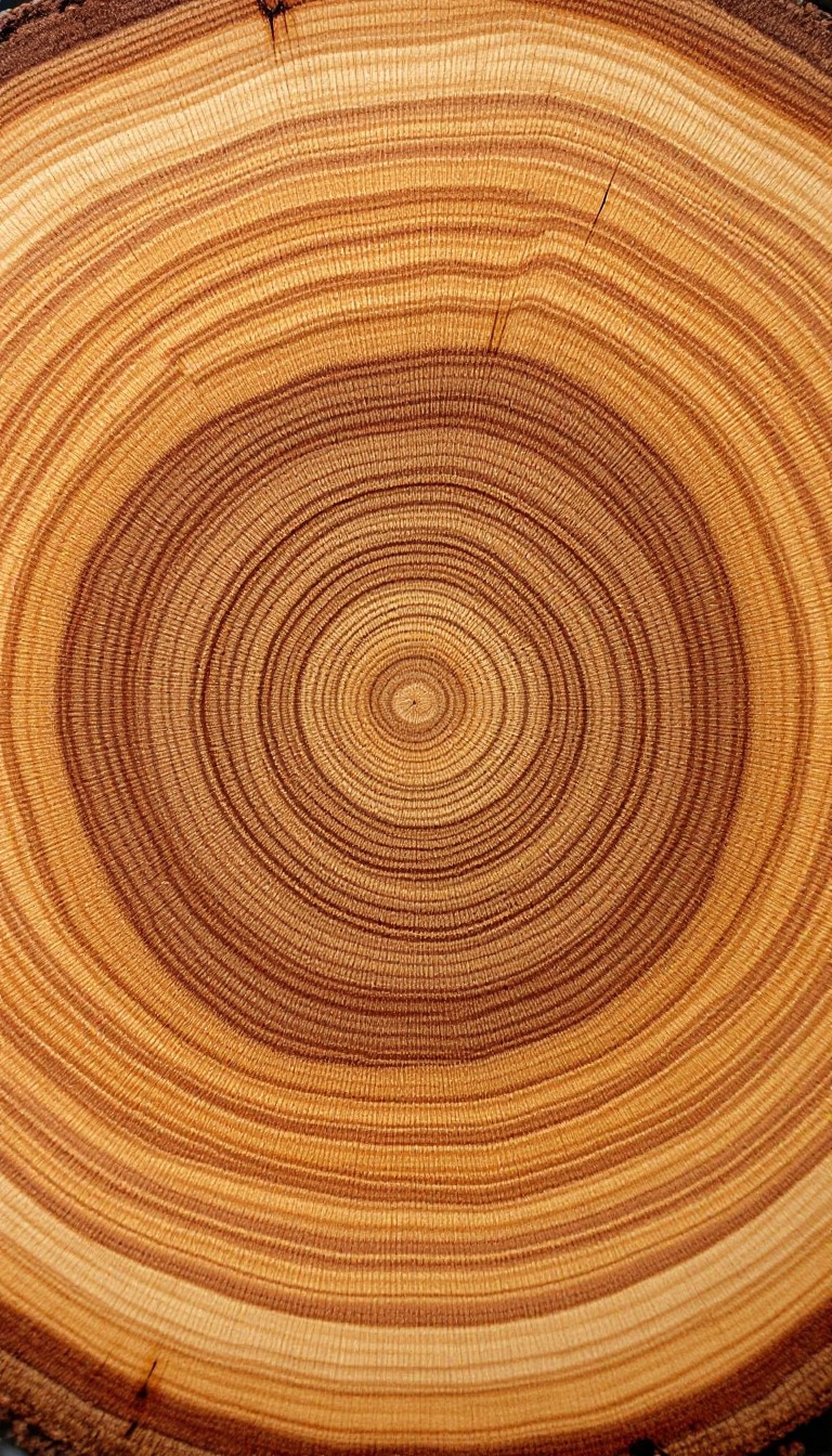 Circus Tree By R Free Circular Tree Story Image - Tree, Rings, Wood | Download at StockCake