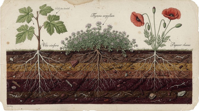Free Roots Through Soil Image - Botanical, Illustration, Roots ...