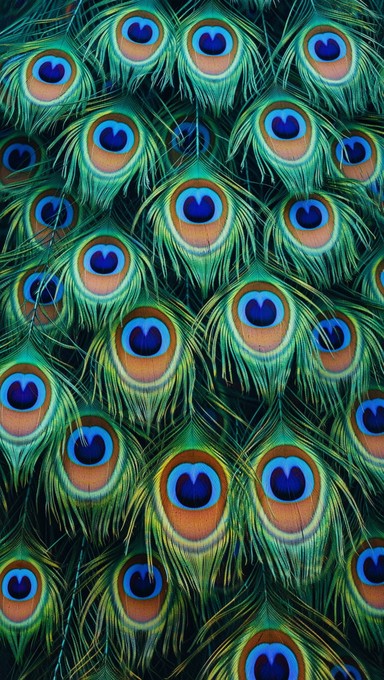 Free Iridescent Peacock Eyes Photo - Feathers, Eyes, Iridescent ...