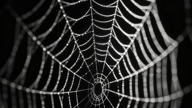 Free Delicate Web Glow Image - Spiderweb, Nature, Minimal | Download at ...