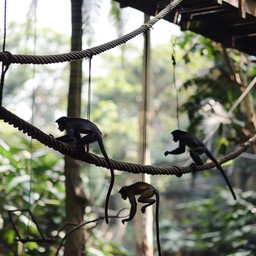 Free Monkeys on Rope Image - Monkeys, Rope, Forest | Download at StockCake