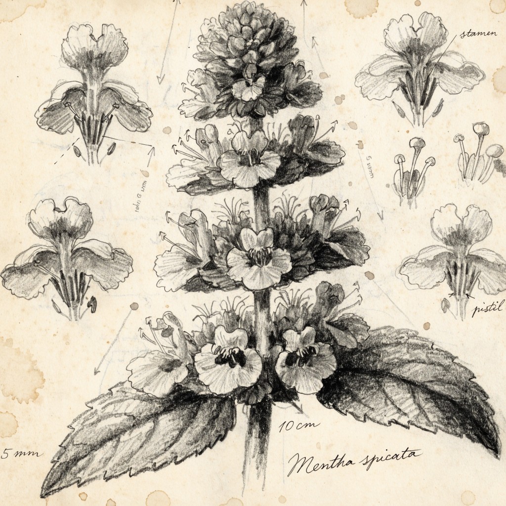Free Botanical Mint Study Image - Botanical, Mint, Illustration ...