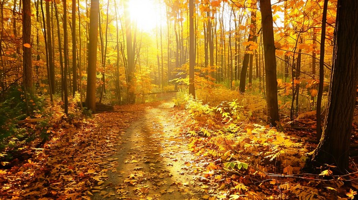 Free Autumn Forest Path Image - Autumn, Leaves, Forest | Download at ...