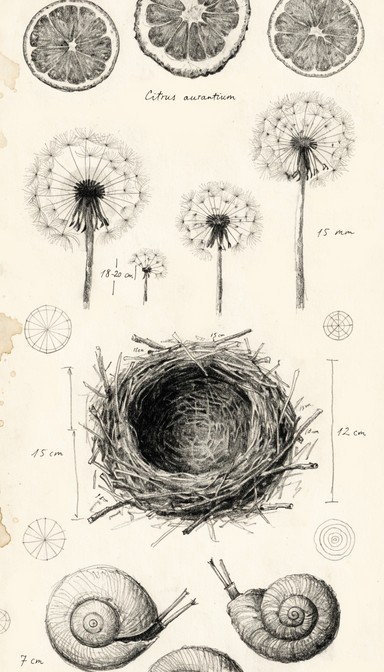 Free Circular Nature Studies Image - Nature, Circular, Sketches ...