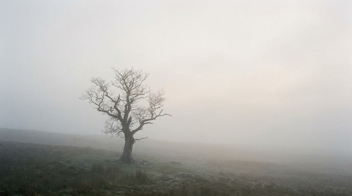 Free Misty Tree Silhouette Image - Tree, Mist, Fog | Download at StockCake