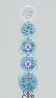 Free Cellular Tower Ascending Image - Biology, Cells, Cellular ...