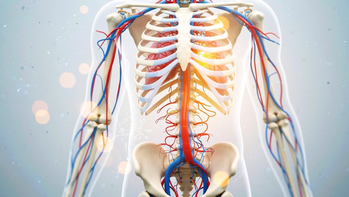 Free Illuminated Body Systems Image - Anatomy, Skeleton, Circulatory ...