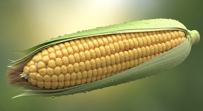 Free Golden Corn Revealed Image - Corn, Maize, Kernels | Download at ...
