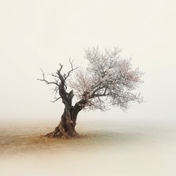 Free Renewal Through Time Image - Tree, Transformation, Renewal ...