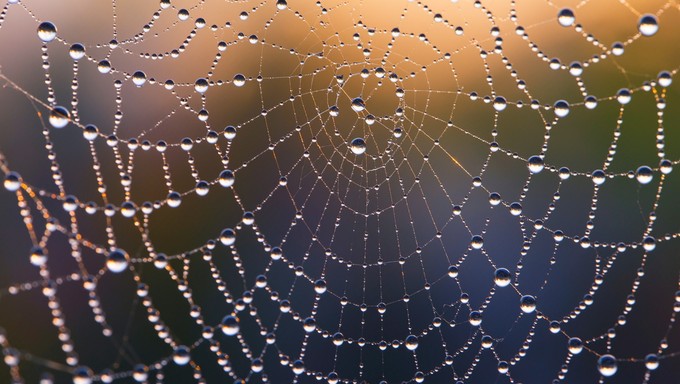 Morning sunlight transforms spider web water drops into glowing gems ...