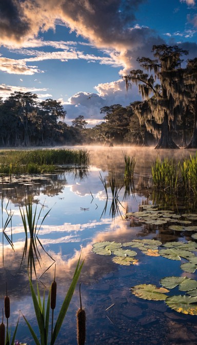 Swamp With Rocks Free Swamp Surface Mosaic Image - Swamp, Wetland, Nature | Download at ...