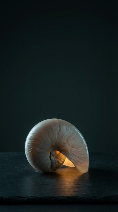 Free Luminous Ocean Treasure Image - Seashell, Luminous, Glowing ...