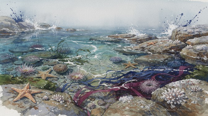 Free Coastal Tidepool Wonder Image - Tidepool, Watercolor, Coastal ...