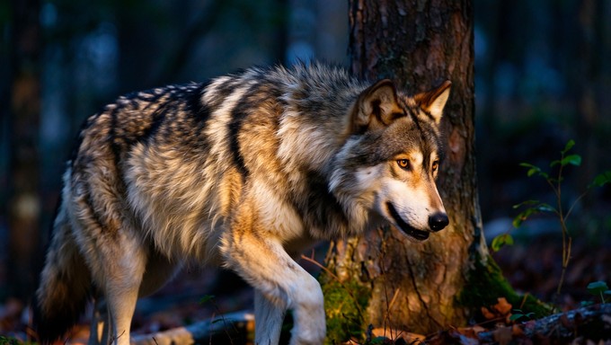 Free Wolf Family Bonding Image - Wolf, Family, Wildlife | Download at ...
