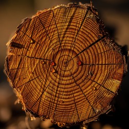 Free Nature's Growth Rings Image - Wood, Lumber, Timber | Download at ...