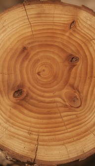 Free Nature's Growth Rings Image - Wood, Tree, Rings | Download at ...