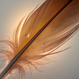 Free Golden Feather Details Image - Feather, Macro, Photography ...