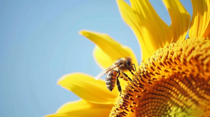 Free Bee Pollinating Sunflower Image - Bee, Sunflower, Pollination ...
