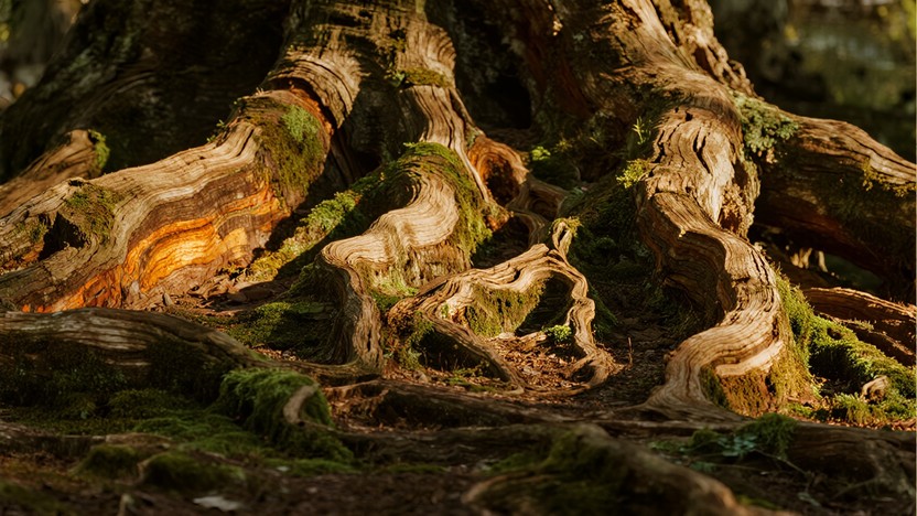 Deep Ridge Free Ancient Bark Pattern Image - Bark, Texture, Forest | Download at ...