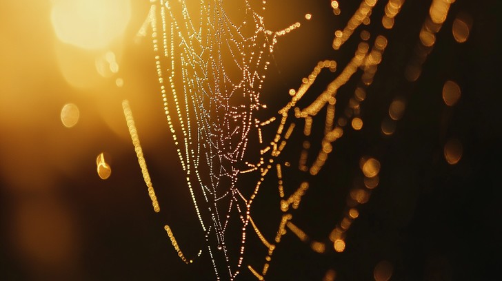 Free Glistening spider web Image - Golden, Spider, Web | Download at ...