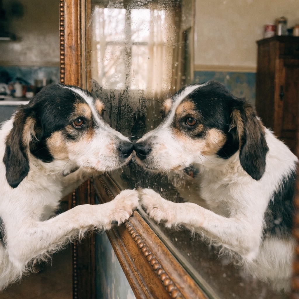 Dog Reflection Drawing Free Dog Meets Reflection Image - Dog, Reflection, Mirror | Download at ...