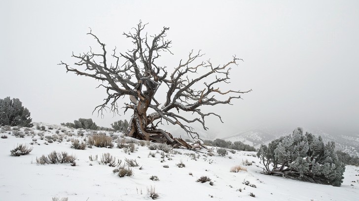Free Solitary Winter Tree Image | Download at StockCake
