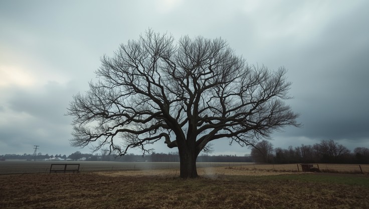 Tree From Weathermon Free Winter Storm Tree Image - Tree, Nature, Landscape | Download at ...