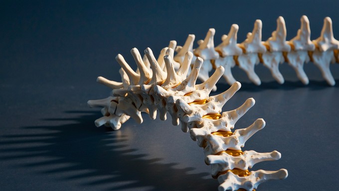 Free Illuminated Spinal Architecture Image - Spine, Vertebrae, Anatomy ...