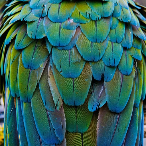 Natural Pattern Feathers Free Vibrant Feather Macro Image - Feathers, Parrot, Macro | Download ...